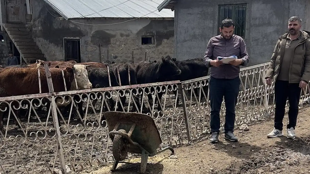 Ağrı’da Yetiştiricilere Gebe Düve Desteği Sağlandı