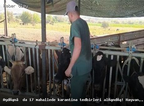 Aydın’da 17 Mahallede Şap Hastalığı Nedeniyle Karantina Uygulaması