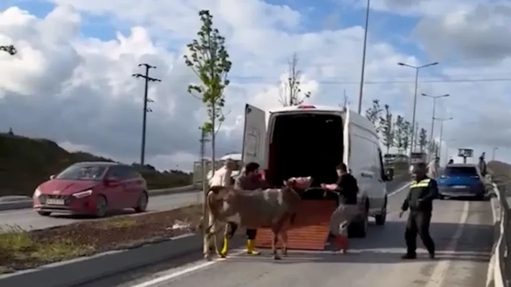 Başakşehir’de Kurbanlık Trafiği: Olayın Detayları Neler?