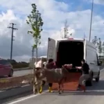 Başakşehir’de Kurbanlık Trafiği: Olayın Detayları Neler?