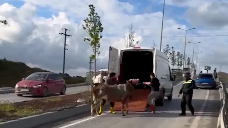 Başakşehir’de Kurbanlık Trafiği: Olayın Detayları Neler?