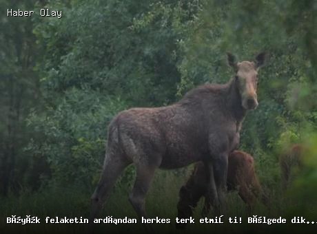Çernobil Bölgesinde Yaban Hayatında Gözlemlenen Artış