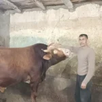 Doğubayazıt’ta Kurbanlık Hisse Sayısı Neden Artıyor?