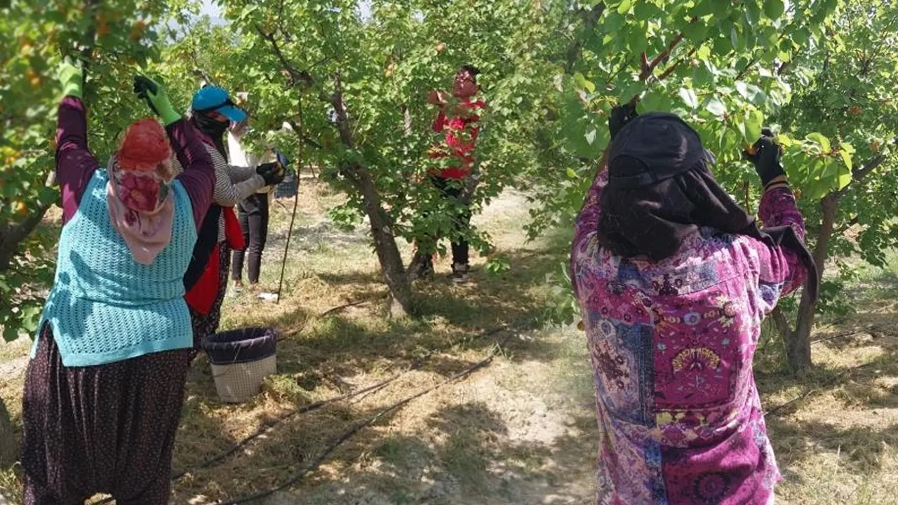 Mersin Mut Kayısısında Hasat Başladı, Kilosu 250 TL