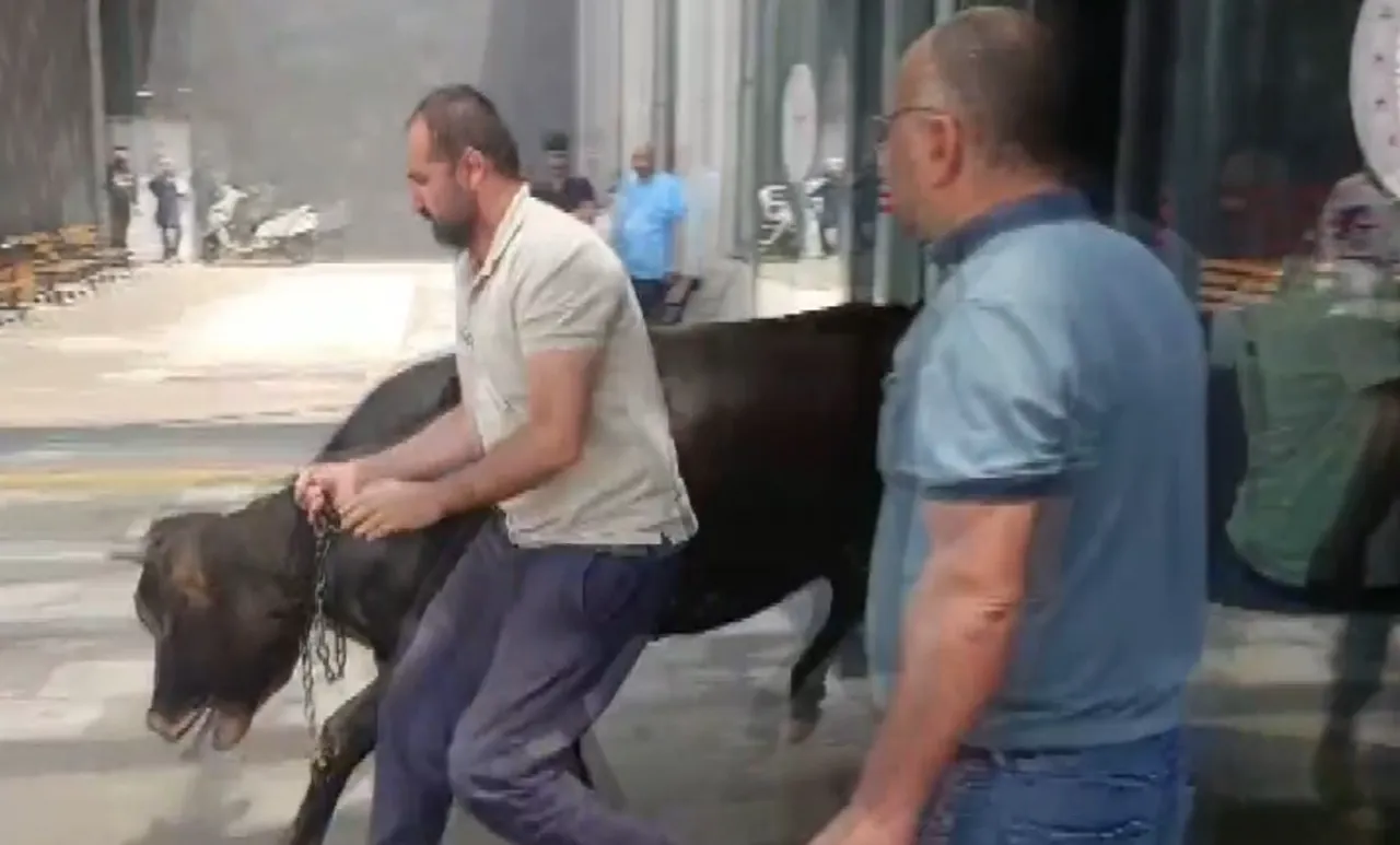 Gaziantep’te Hastaneye Dalan Dana Olayı Nedir?
