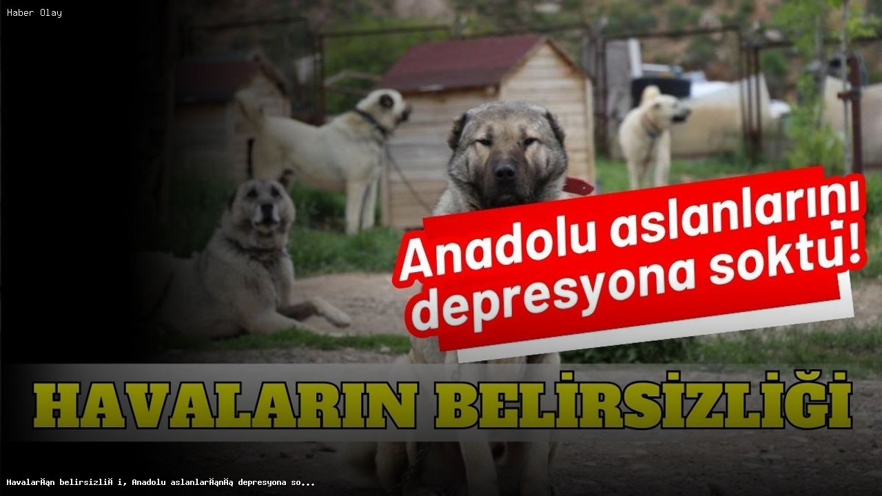 Kangal Köpekleri Hava Değişimlerinden Nasıl Etkileniyor?
