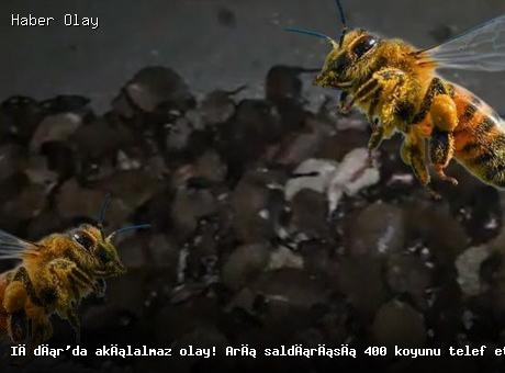 Iğdır’da akılalmaz olay! Arı saldırısı 400 koyunu telef etti
