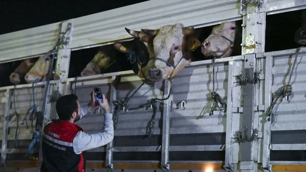 İstanbul’da Kurbanlık Hayvan Girişleri Başladı!