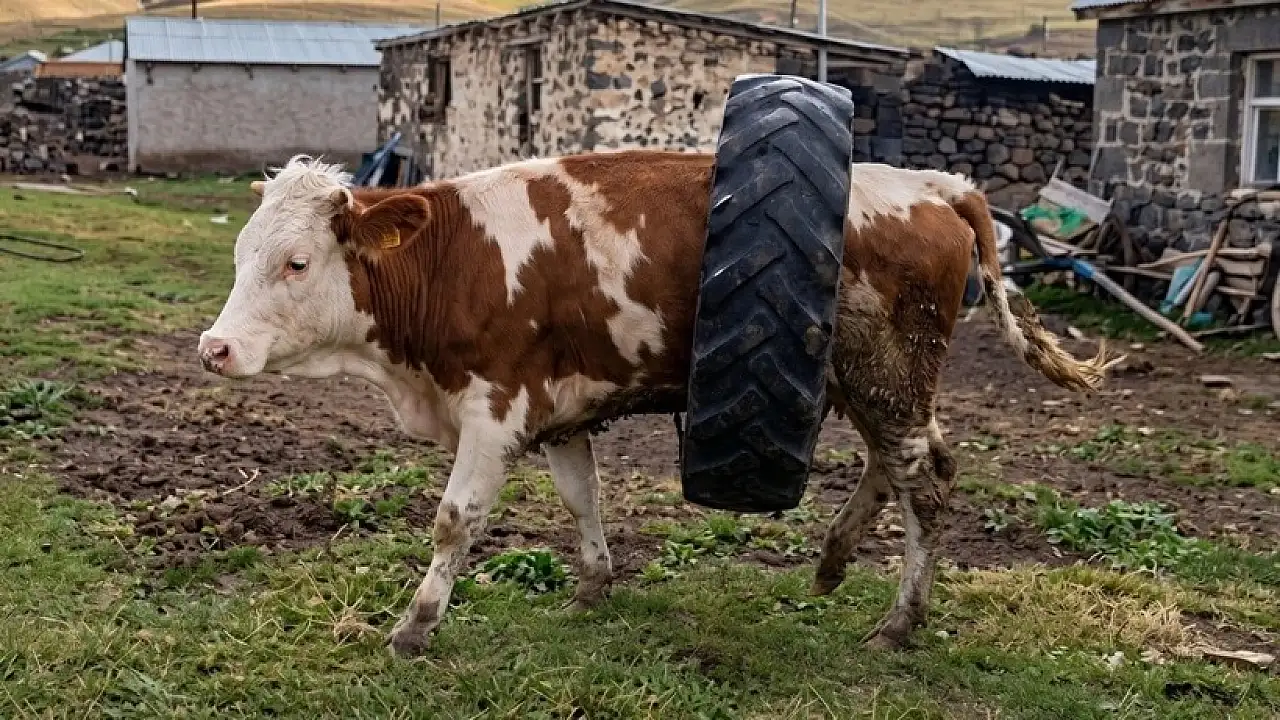 Kars’ta İneğin Gövdesine Lastik Sıkıştı, Olay Gündem Oldu