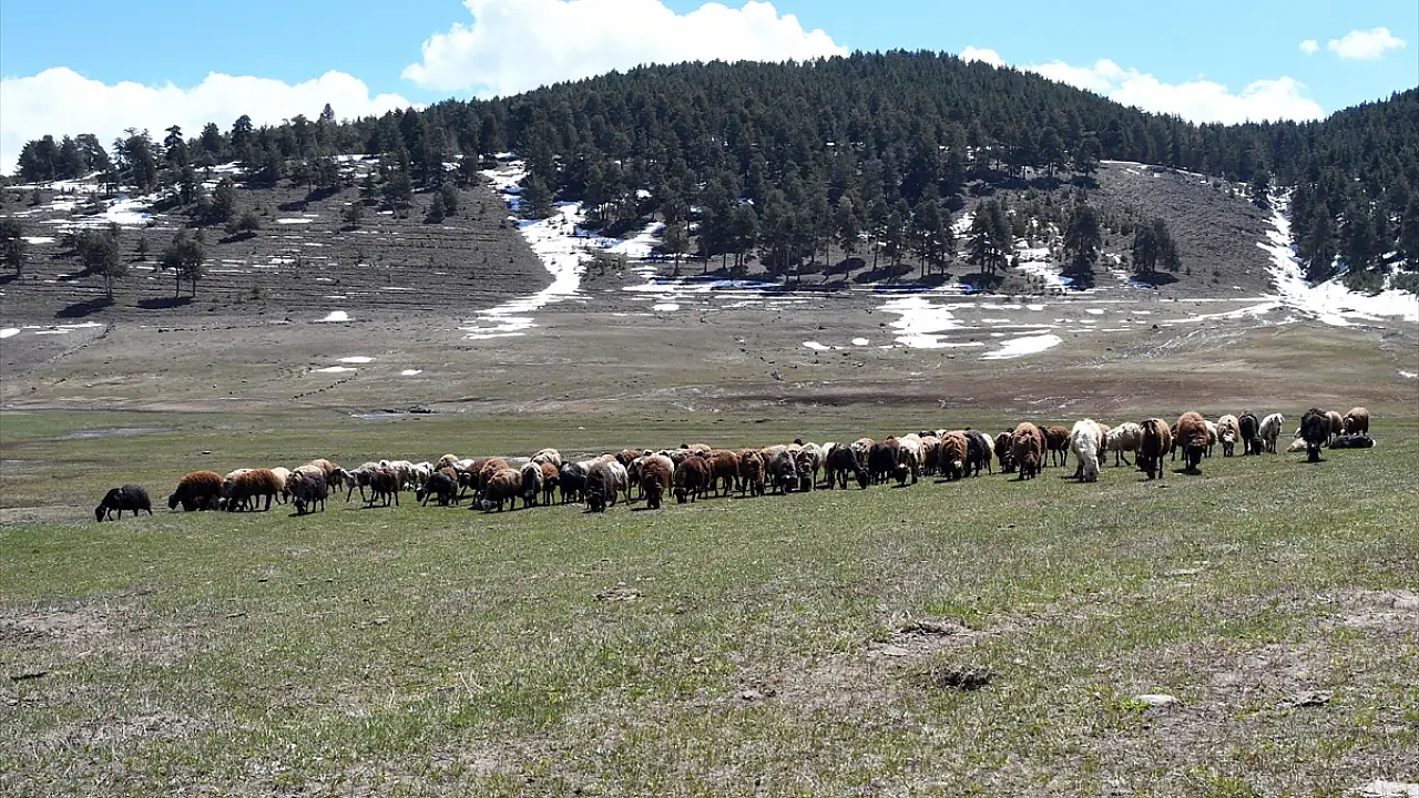 Kars’ta hayvanlar 6 ay sonra meralara kavuştu
