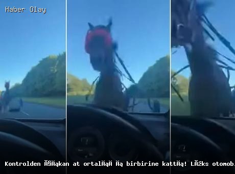 Son dakika: Kontrolden çıkan at lüks araca çarptı!