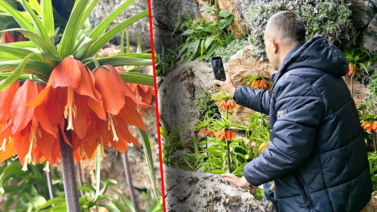 Ters Lale: 15 Günlük Güzellik ve Koruma İhtiyacı