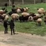 Minik Çobanların Neşesi: Koyun Otlatırken Halay Çektiler