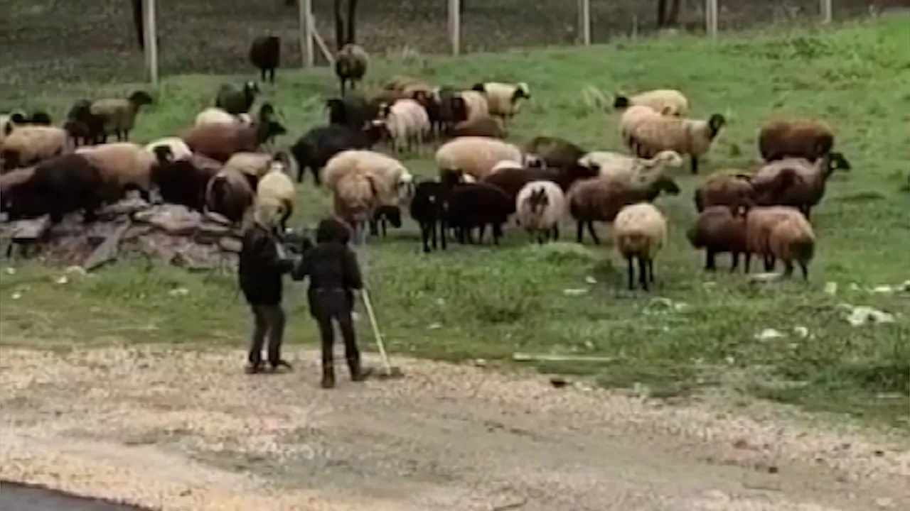 Minik Çobanların Neşesi: Koyun Otlatırken Halay Çektiler