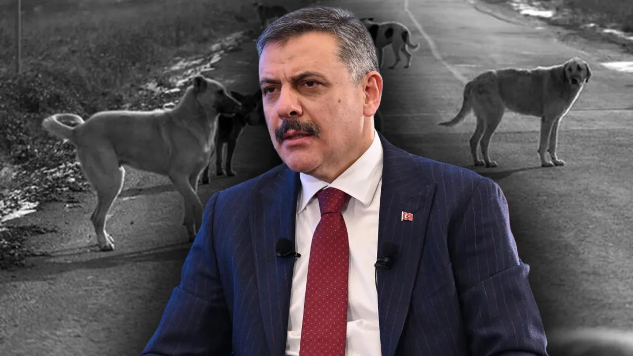 Sokak Hayvanları Sorunu Nasıl Çözülüyor?