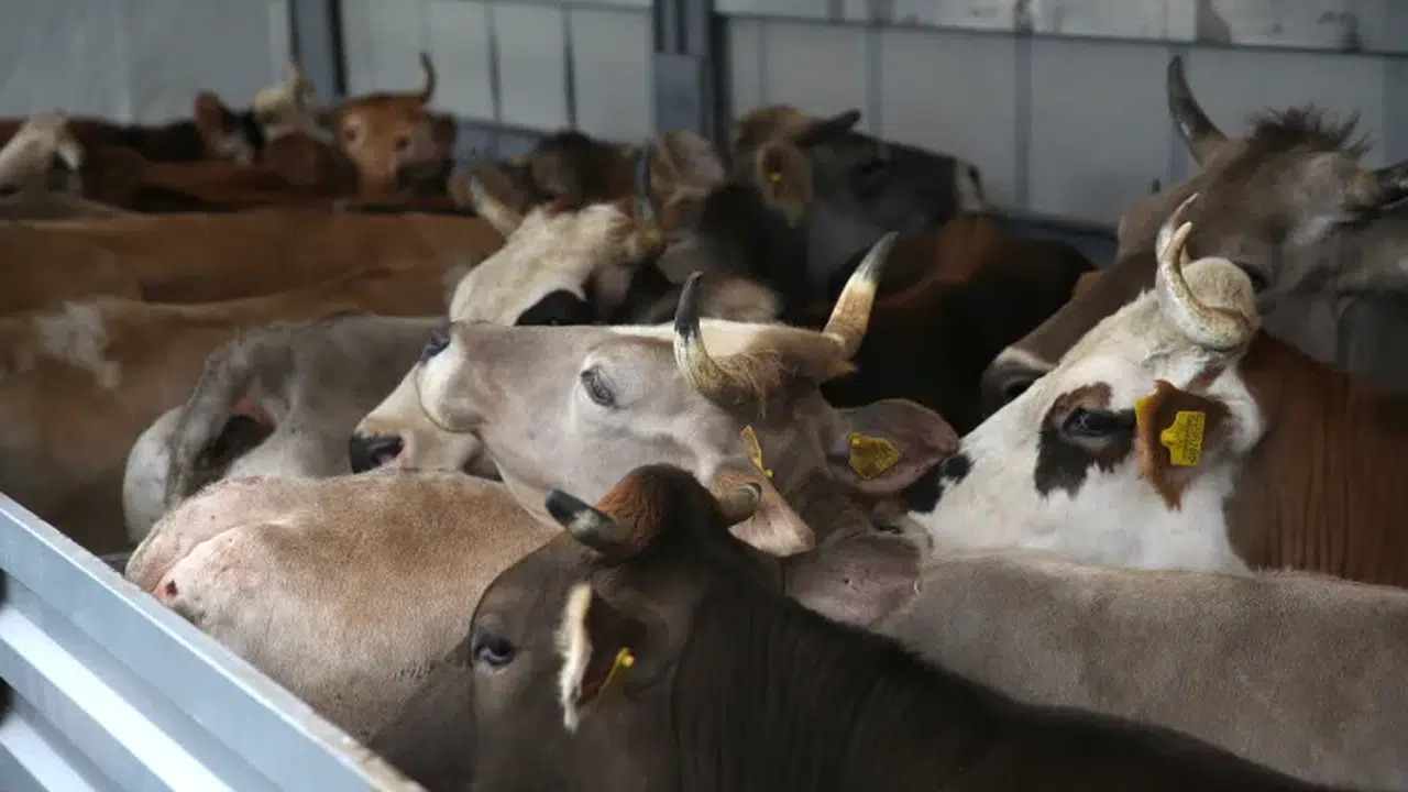 Kurban Bayramı Öncesi Erzurum’da Sağlık Kontrolleri Zirveye Ulaştı