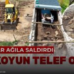 Kurtlar Ağıla Saldırdı: 40 Koyun Telef Oldu!