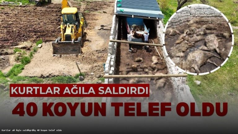 Kurtlar Ağıla Saldırdı: 40 Koyun Telef Oldu!