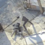 74 Yaşındaki Adamın Saldırıya Uğraması Gözler Önünde