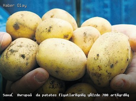 Savaş Avrupa’da patates fiyatlarını yüzde 700 artırdı