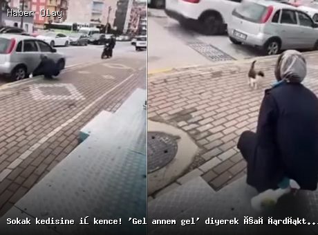 Karamürsel’de sokak kedisine işkence skandalı!