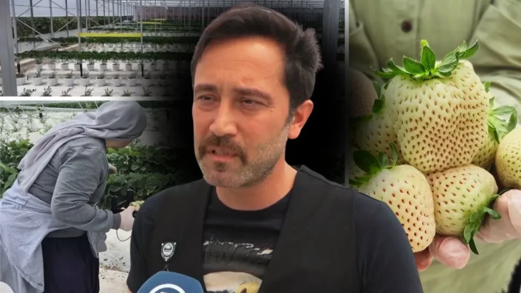 Beyaz Çilek: Yapay Zeka ile Fark Yaratan Üretim