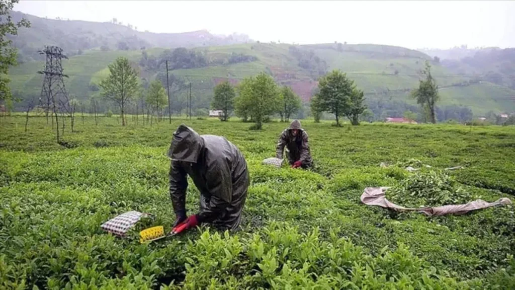 Tarım Bakanlığı rakamı açıkladı! Yaş çay bedelinde büyük artış