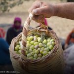 Ticaret Bakanlığı duyurdu: Zeytin sektörü için uluslararası çalıştay düzenlenecek