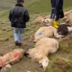 Van’da peş peşe yıldırım felaketi