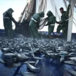 Karadeniz’de Yağmurlar Balık Avını Nasıl Etkiliyor?