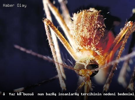 Yazın Korkulu Rüyası: Sivrisineklerin Tercih Sebepleri