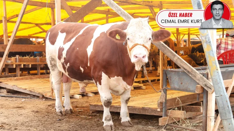 Kurbanlık Hayvan Arzı Yeterli, Fiyatlar Neden Yükseliyor?